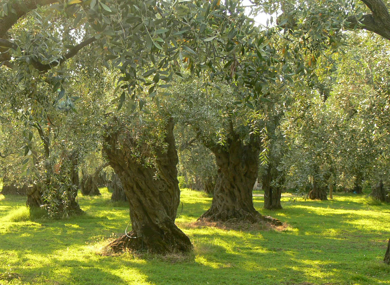 Оливковые сады в Греции