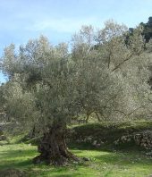 Χειμερινές επεμβάσεις φυτοπροστασίας στην ελιά