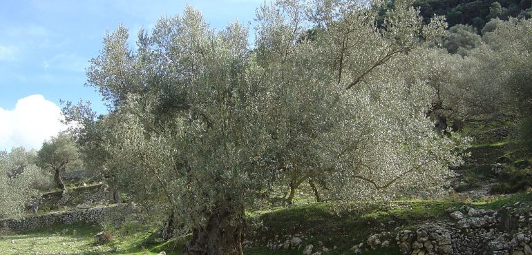 Χειμερινές επεμβάσεις φυτοπροστασίας στην ελιά