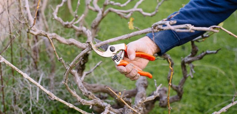 Αμπέλι – Χειμερινά καλλιεργητικά μέτρα για την αντιμετώπιση των ασθενειών του ξύλου